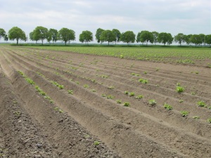 Aardappelteelt op ruggen, zonder erosiestopdrempeltjes